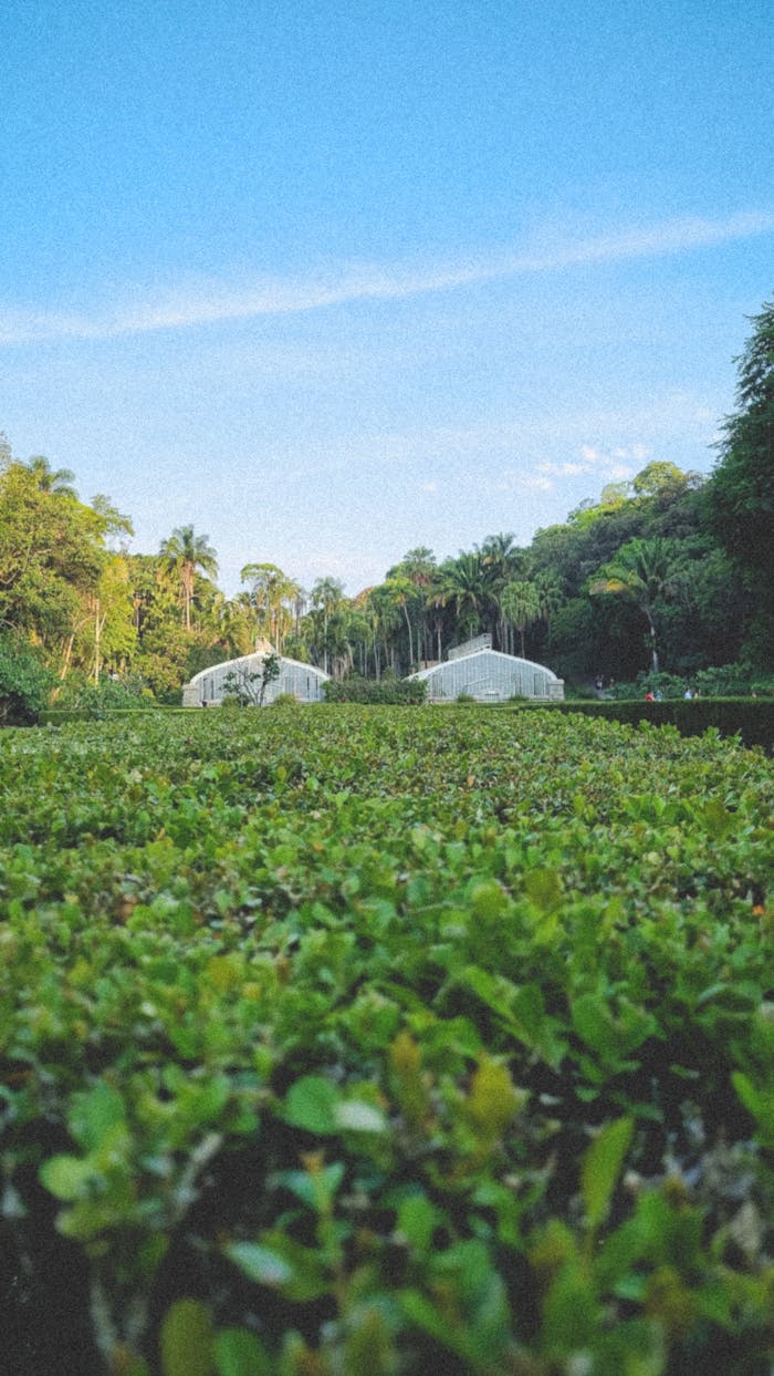 Greenhouses surrounded by vibrant plants against a clear blue sky, capturing nature's serenity.